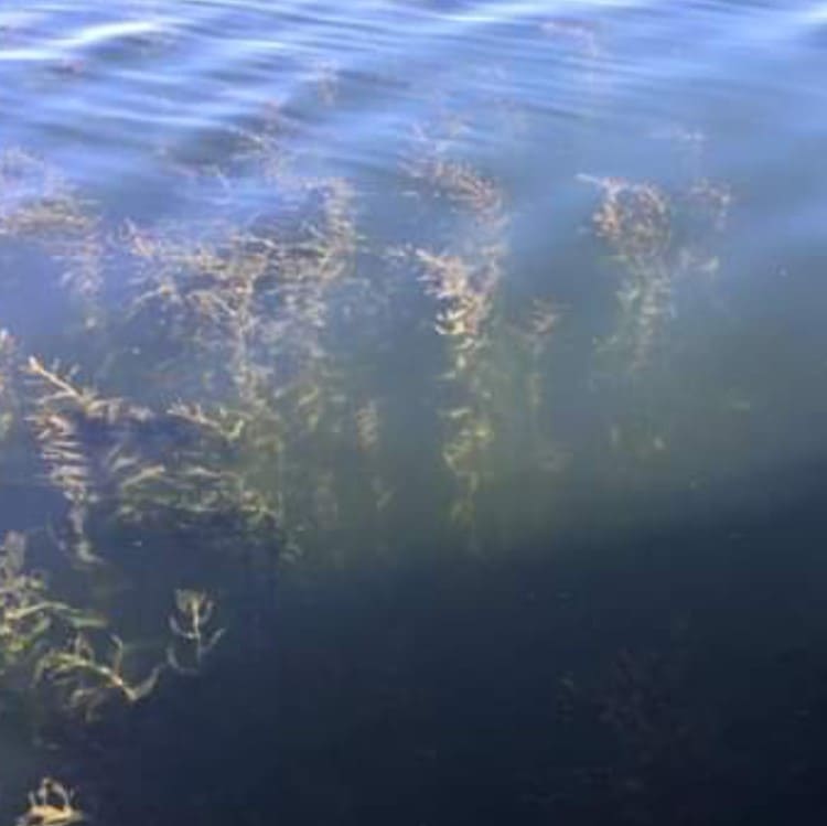 picture of pike caught at coal lake