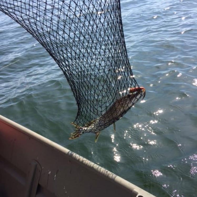walleye from crawling valley