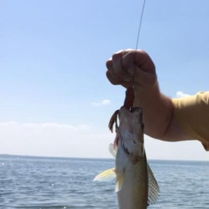 walleye from crawling valley