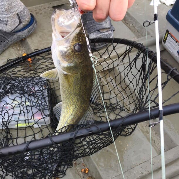 picture of a walleye caught at Eagle Lake Alberta