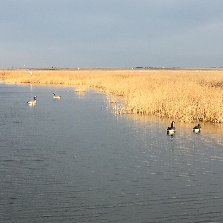 canada goose spotted at dalemead lake