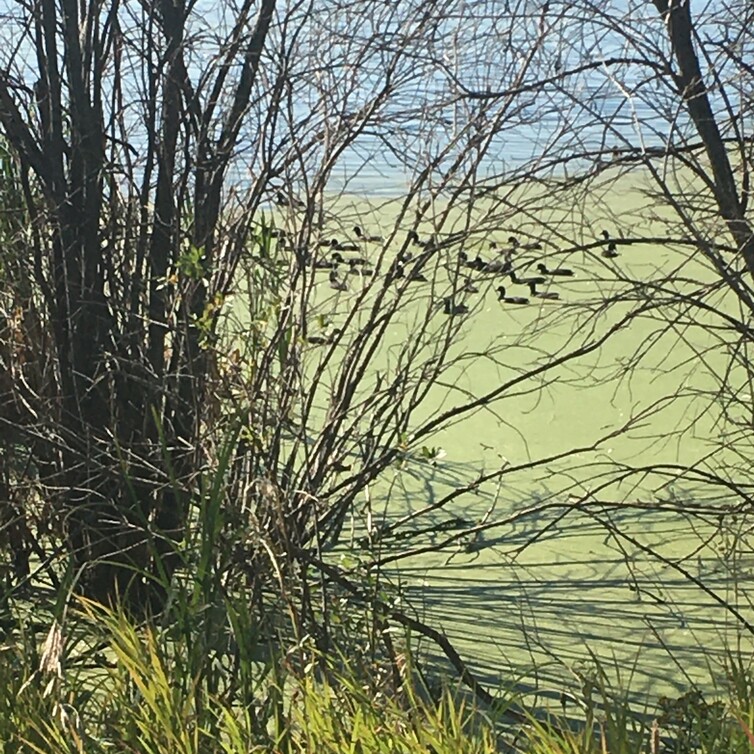 picture of a ducks at hhelliwell lake