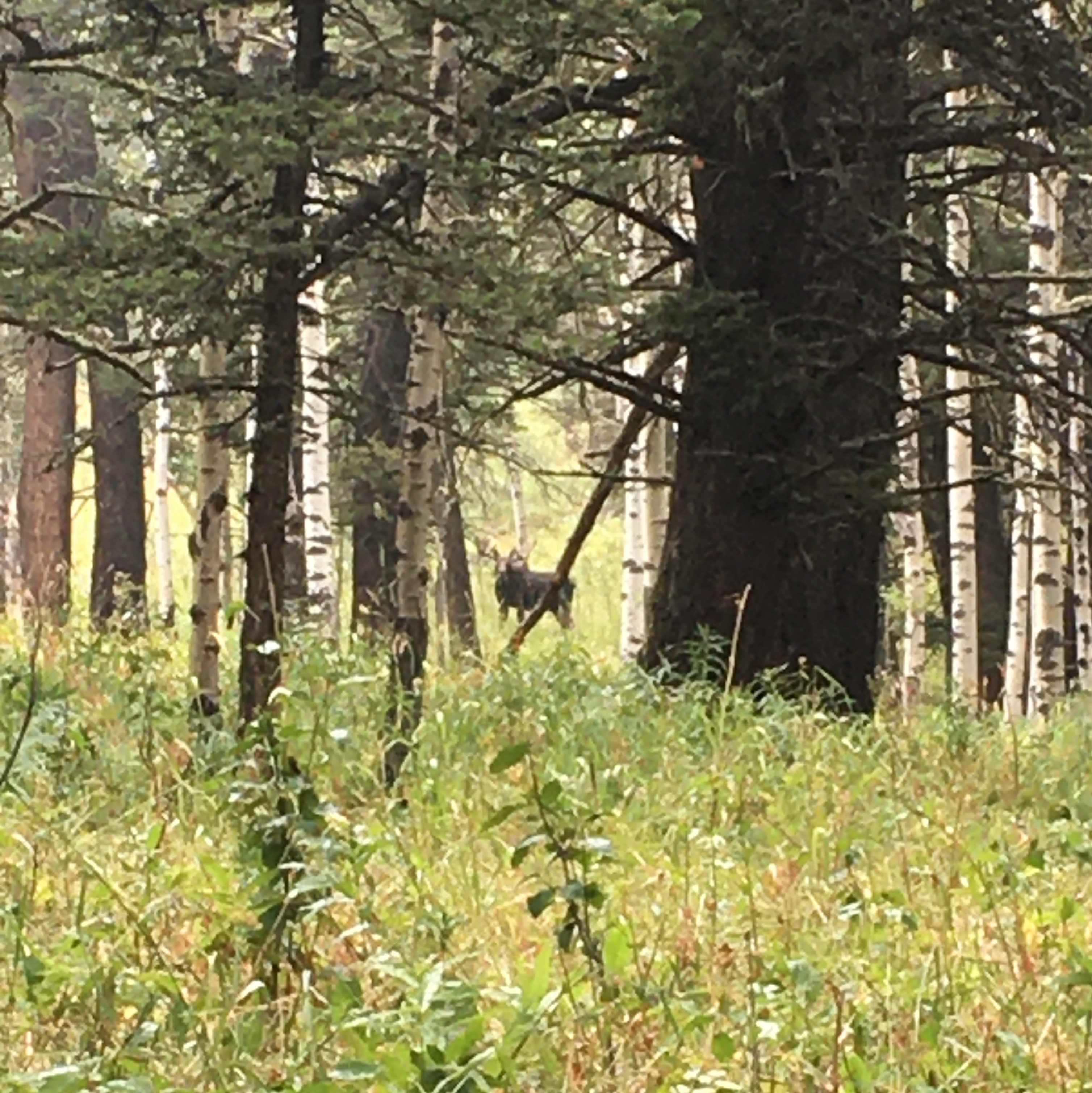 a moose spotted at potcupine hills