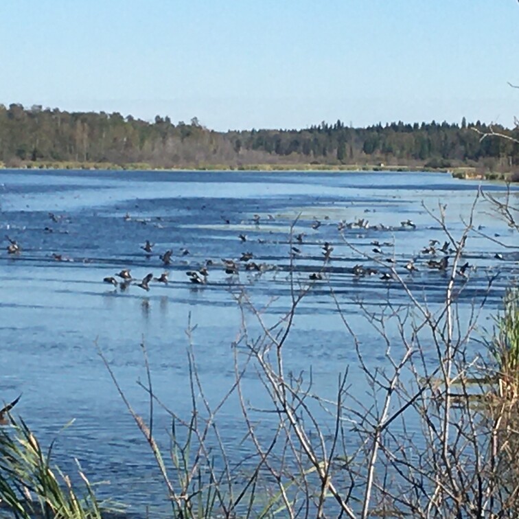 picture of a ducks at hhelliwell lake